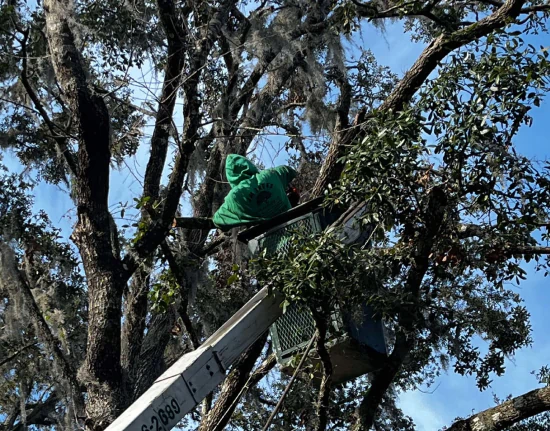 J&M Trees & Hauling c