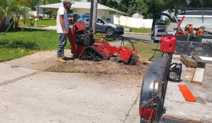 Stump Grinding & Removal