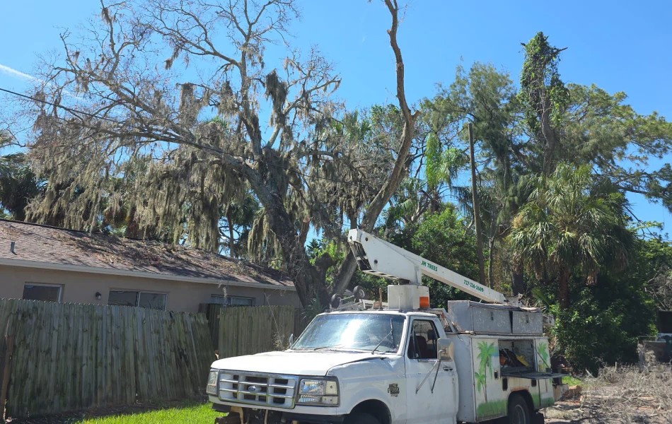 Tree Removal (1) Tree Removal (1)